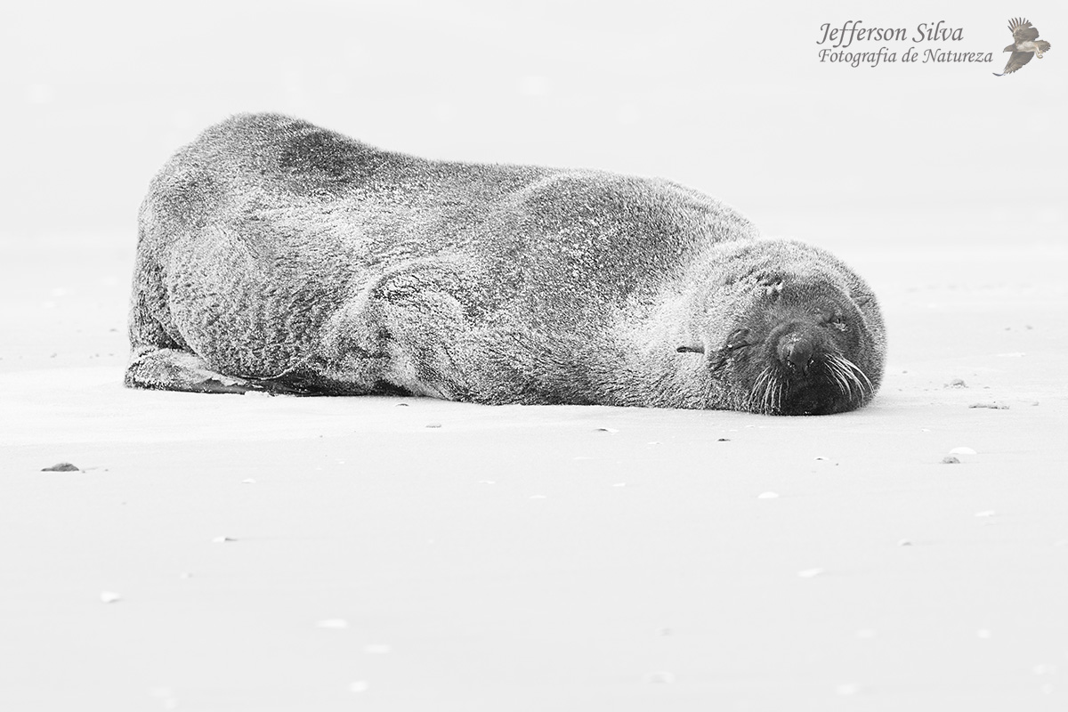 South American sea lion