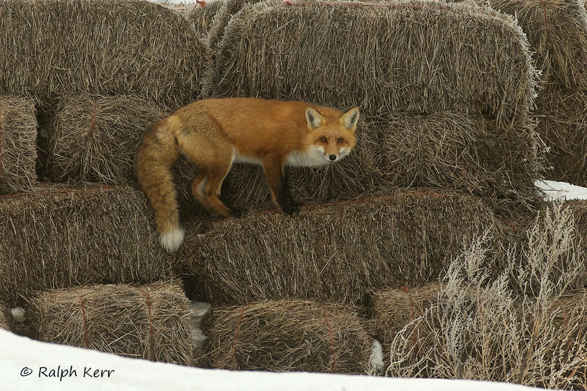 Red Fox