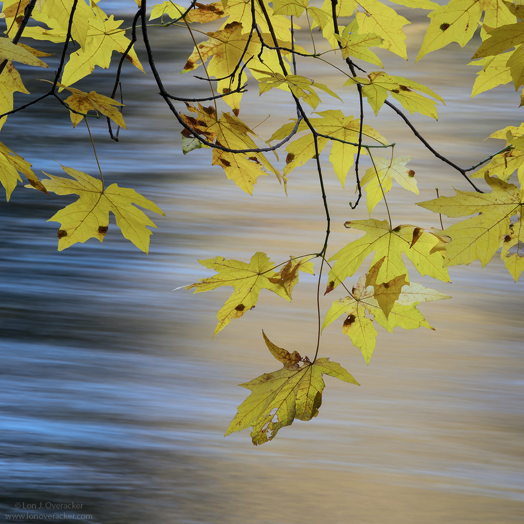 Big Leaf over the Merced