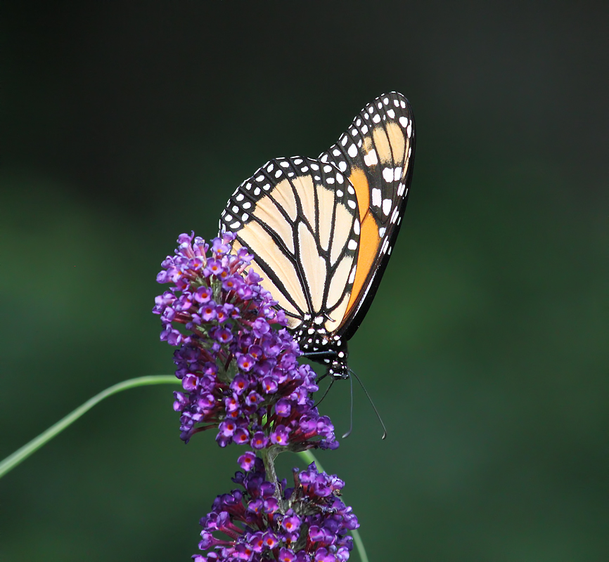 UpsideDownButterfly&repost