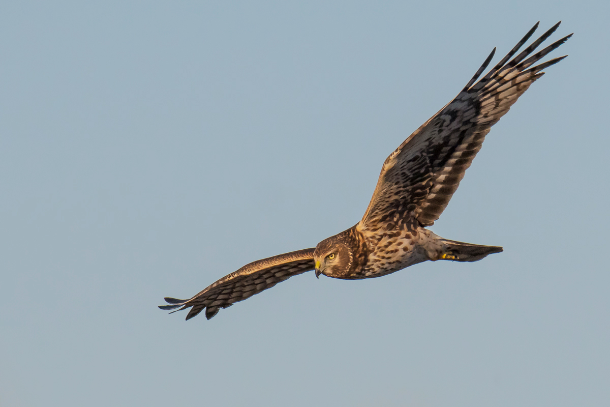 Northern Harrier