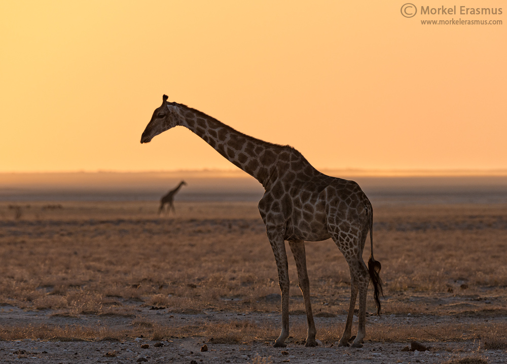 Giraffe Echo