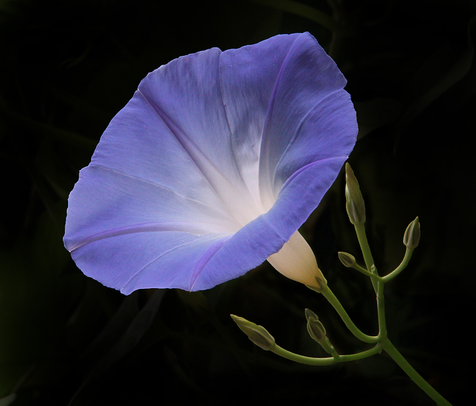 Morning Glory