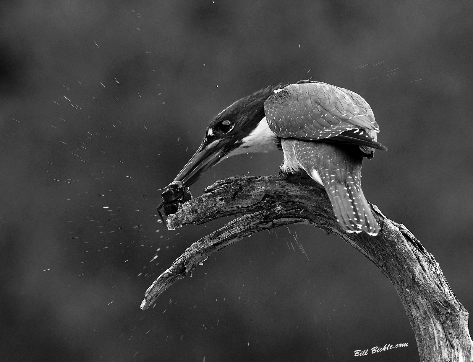 Kingfisher Tenderising