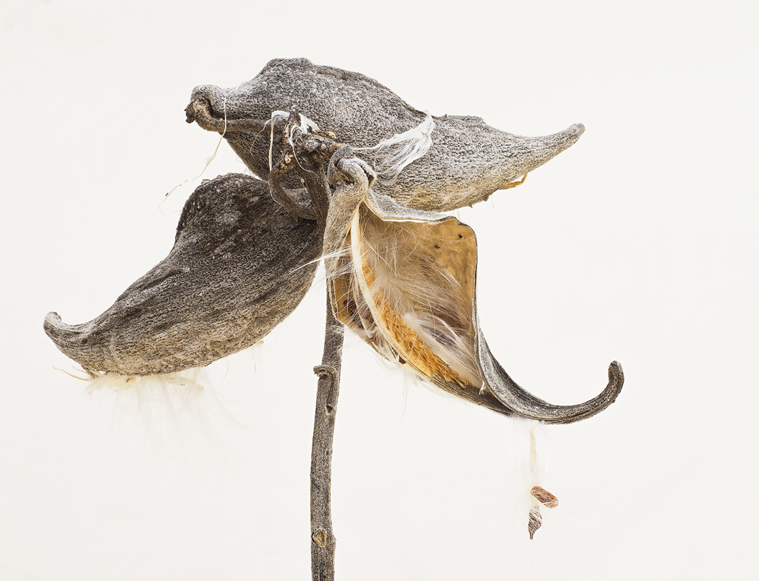 Winter Milkweed