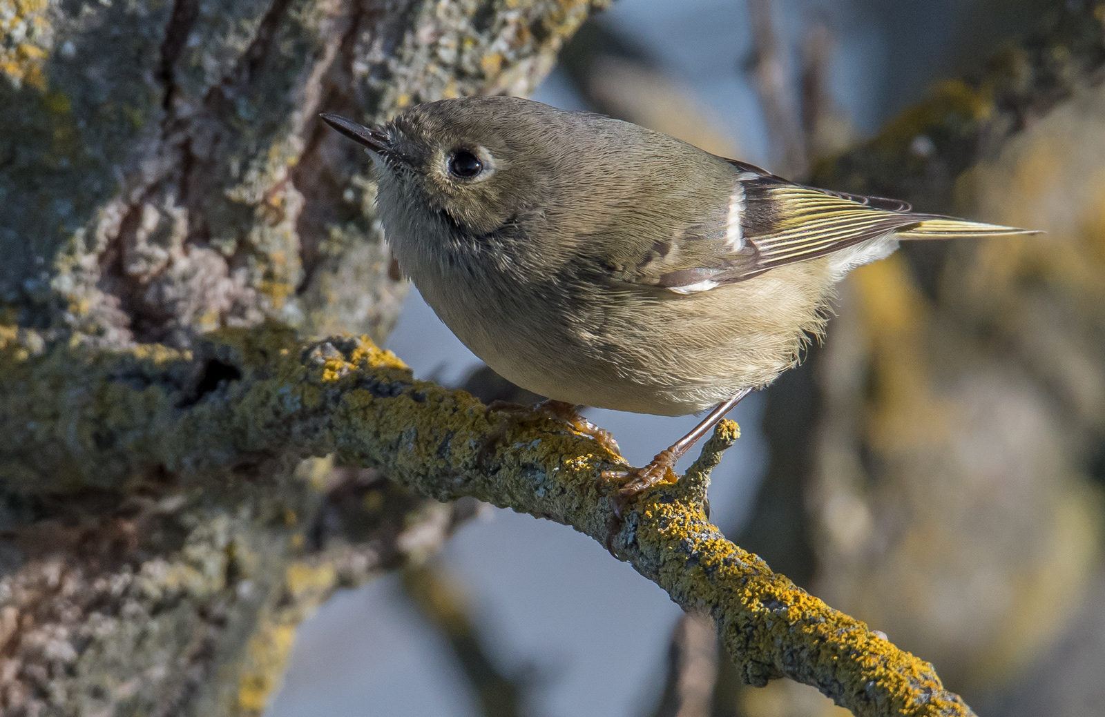 Ruby-crowned Kinglet