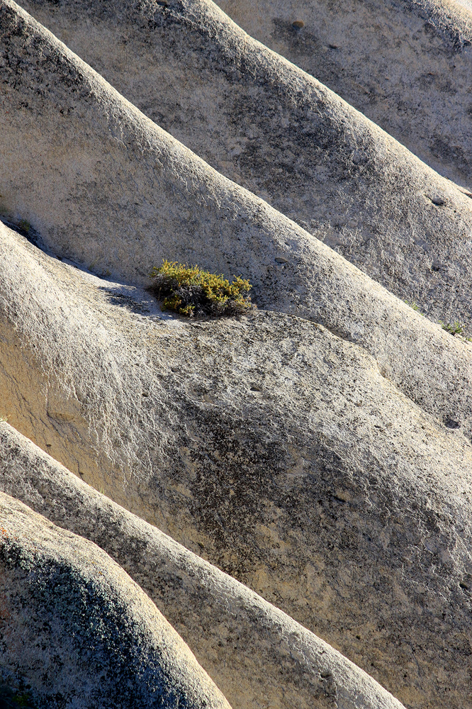Buttermilk Bush
