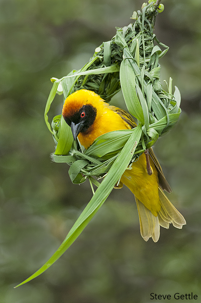 Speke's Weaver