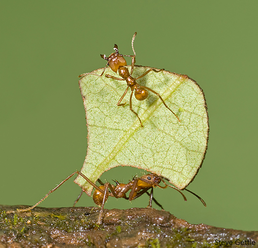 Leaf-cutter Ants