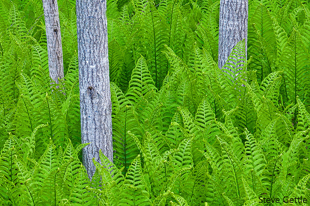 Three Trunks 