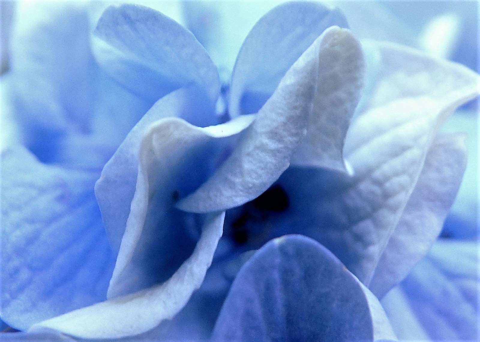 Hydrangea Petals