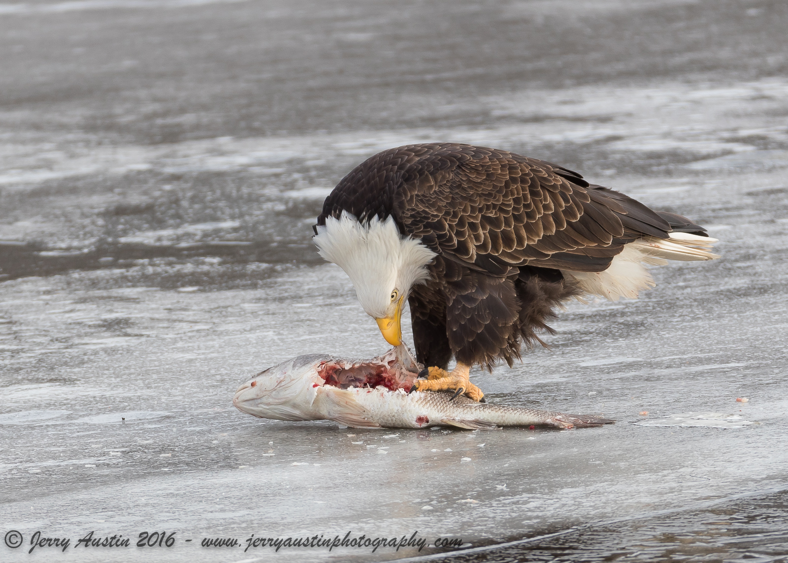 Wisconsin Eagle