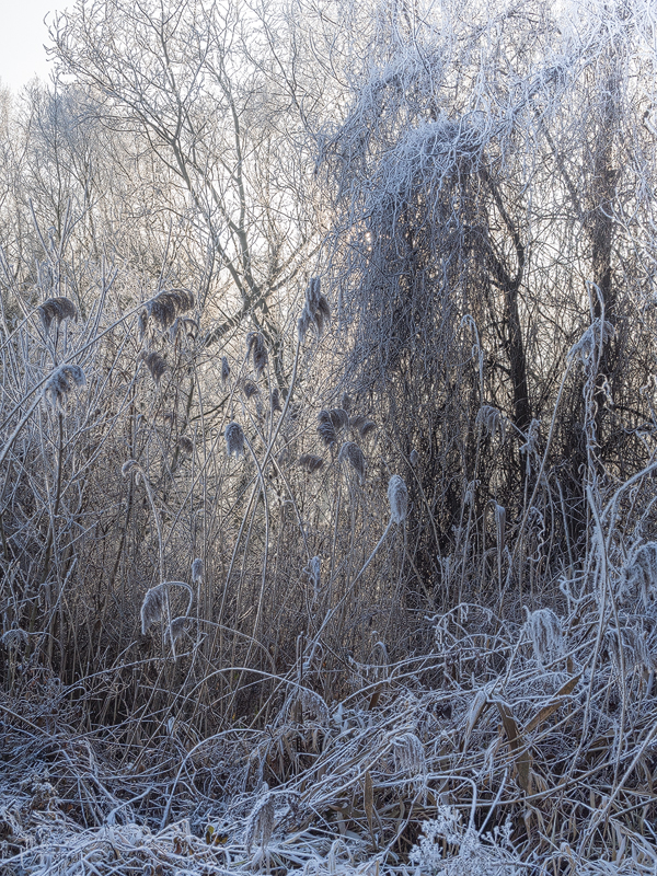 Warming Light