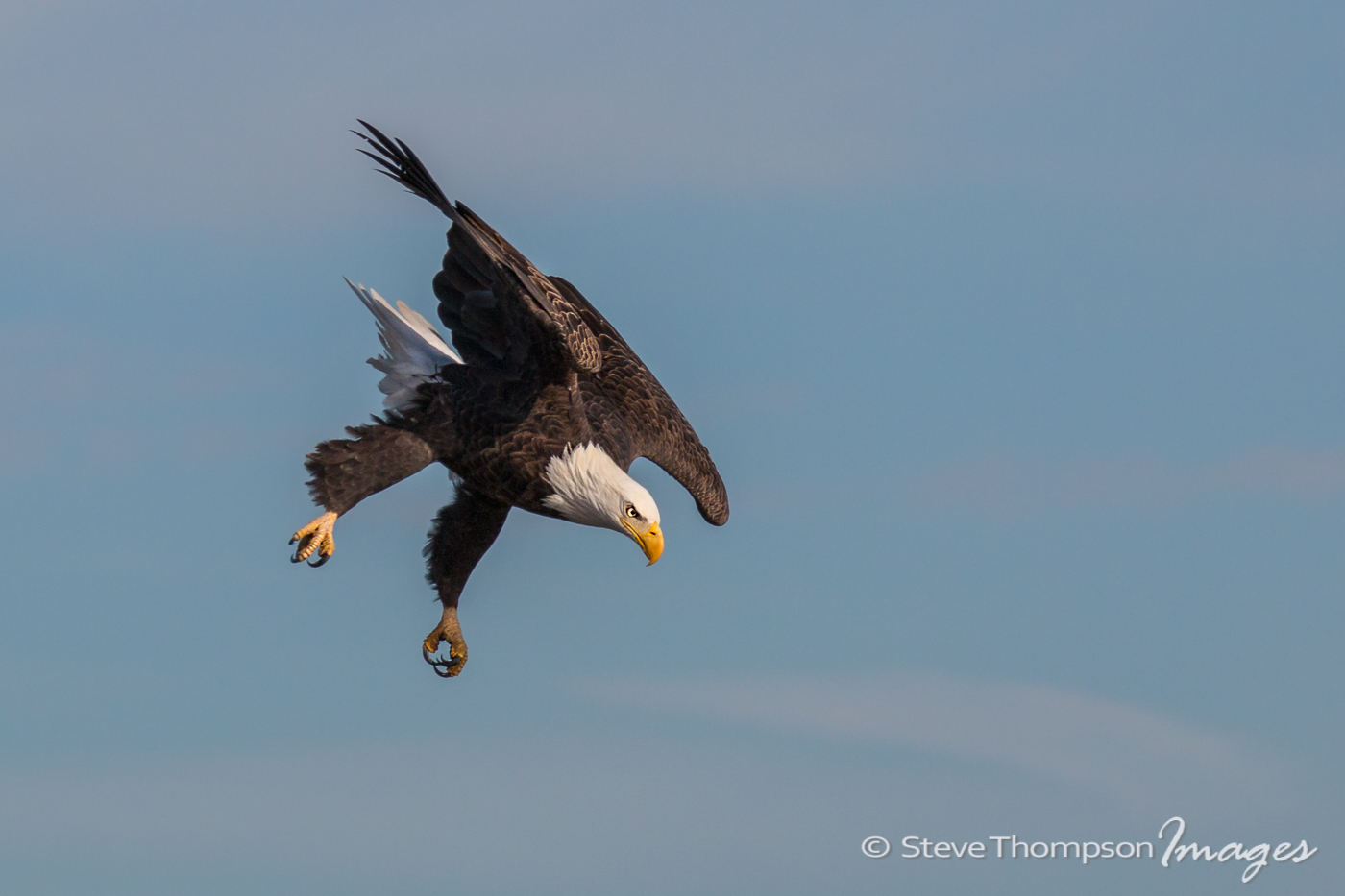 Bald Eagle Dive #2