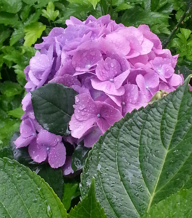 Natures Cone