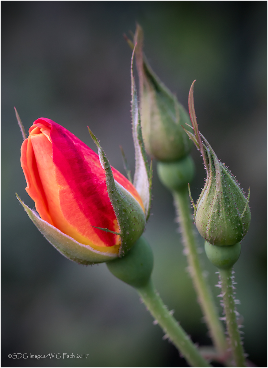 Budding Beauties
