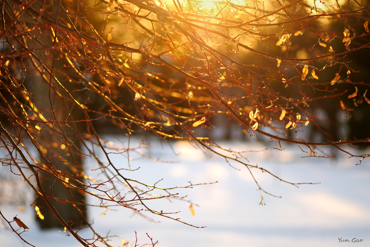 Winter Sunset