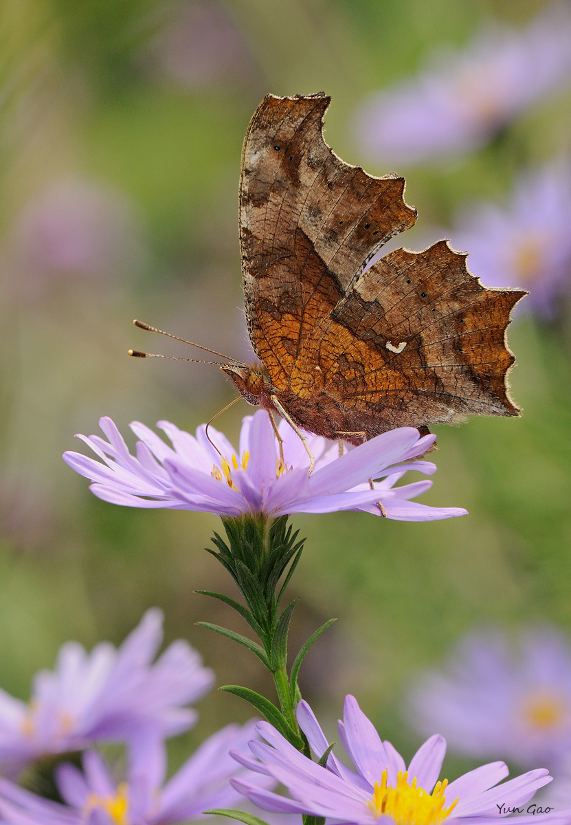 Comma #2