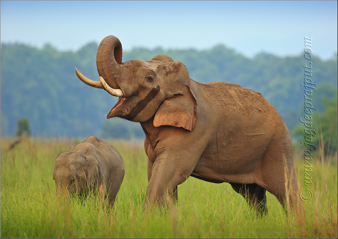 Tusker & the young one