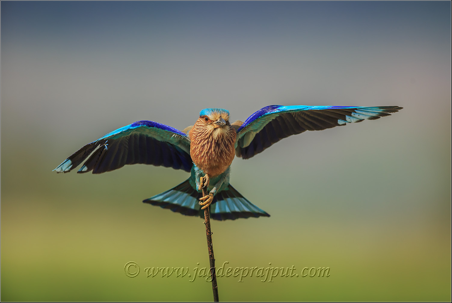 Indian Roller