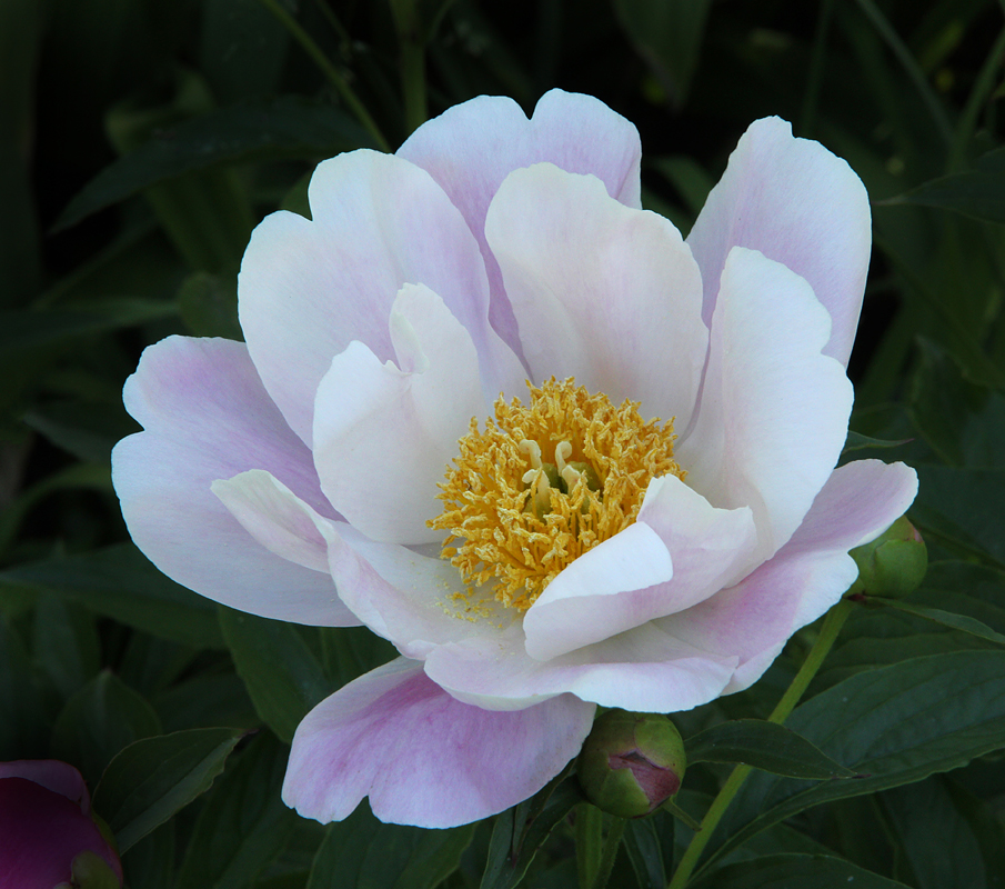 Peony