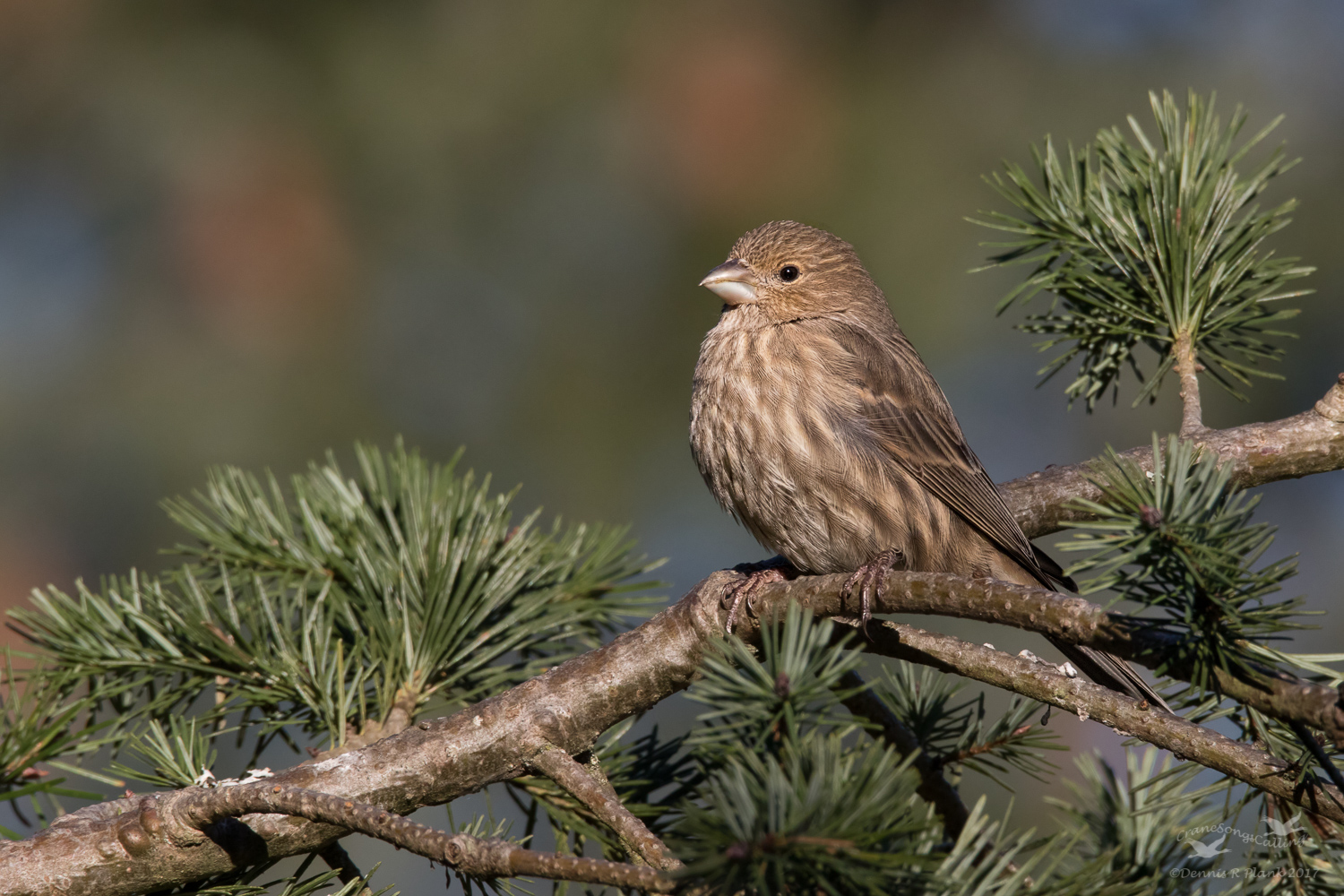 Female House Finch