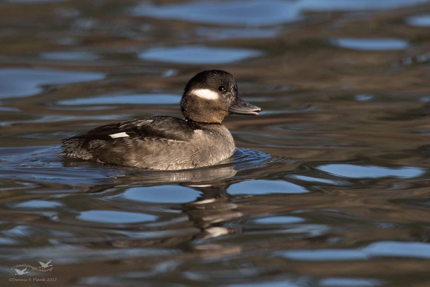 Bufflehead