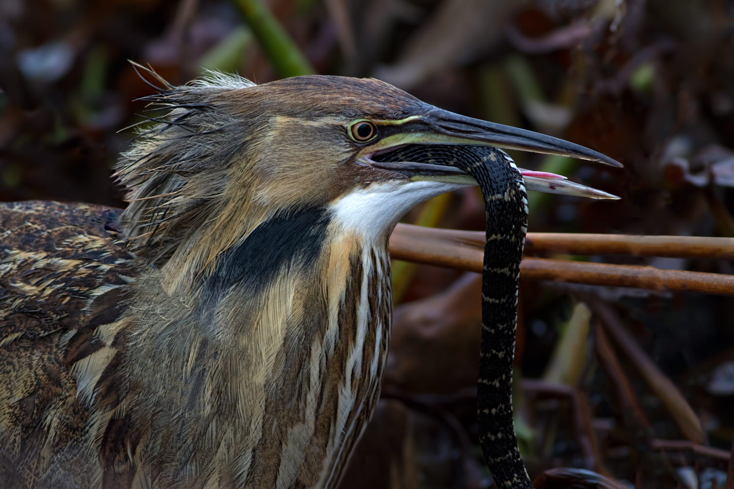 Am. Bittern/snake+redo