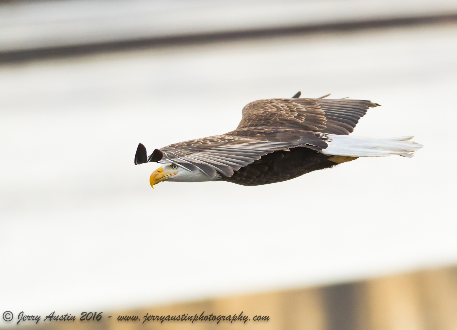 Eagle Missile