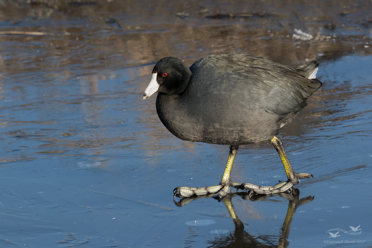 Coot on Ice
