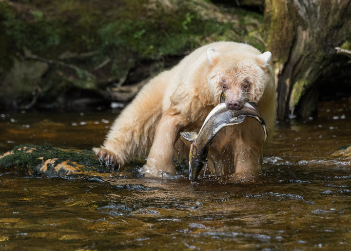 Spirit Bear