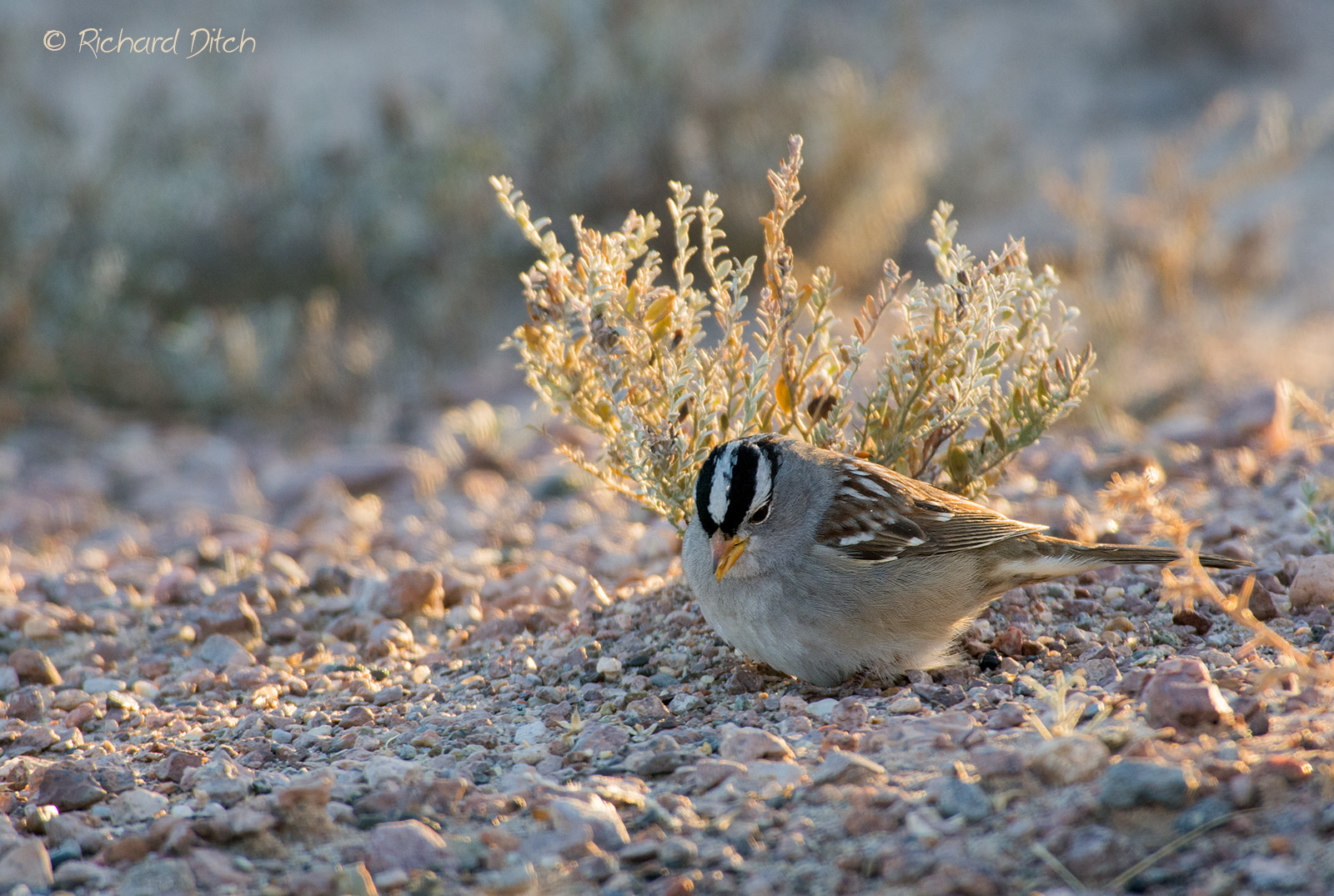 White-crowned Sparrow