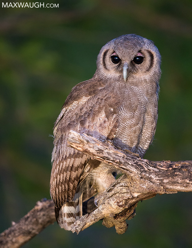 Juvenile Verreaux's