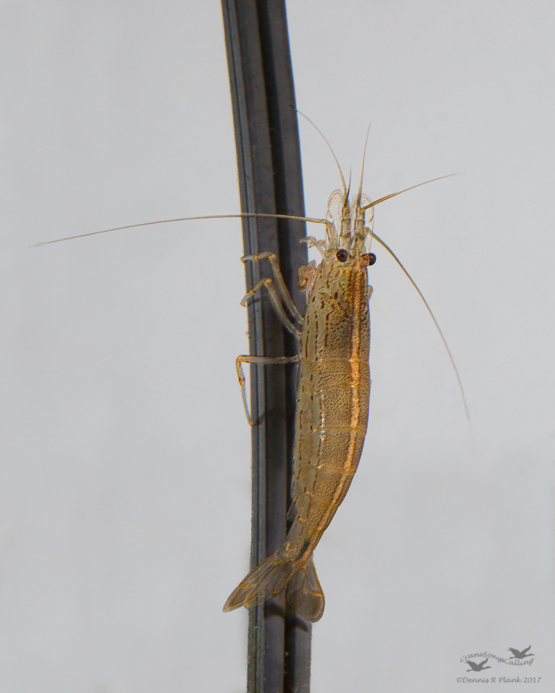 WC#769-Amano Shrimp