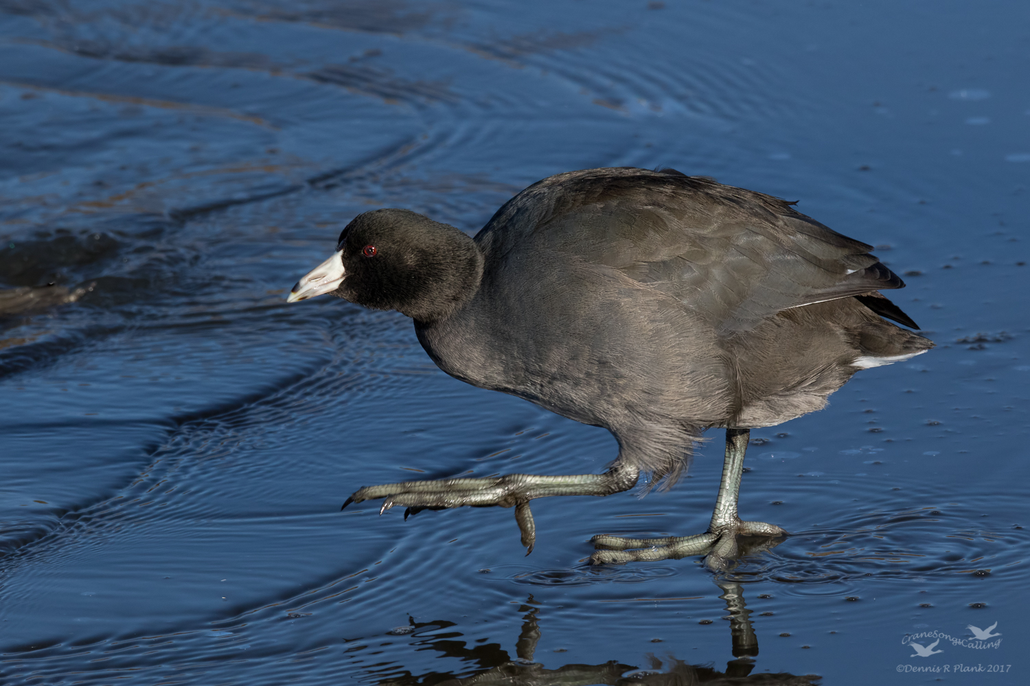 Ice Skating Coot II
