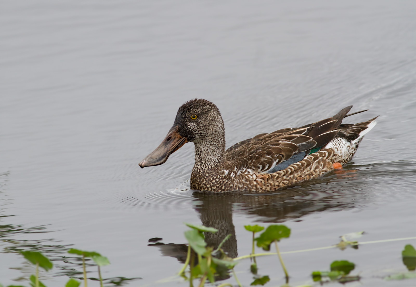 Northern Shoveler