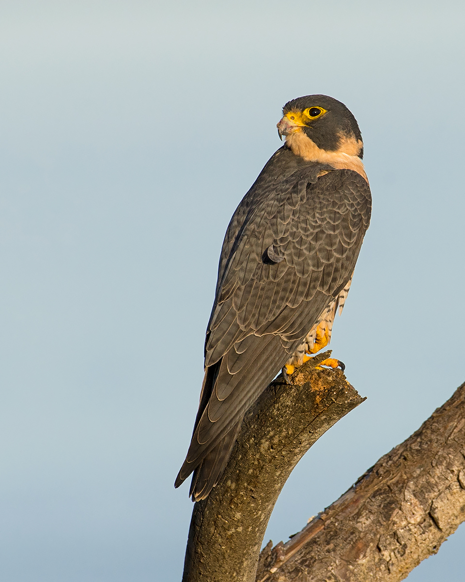 Peregrine Falcon