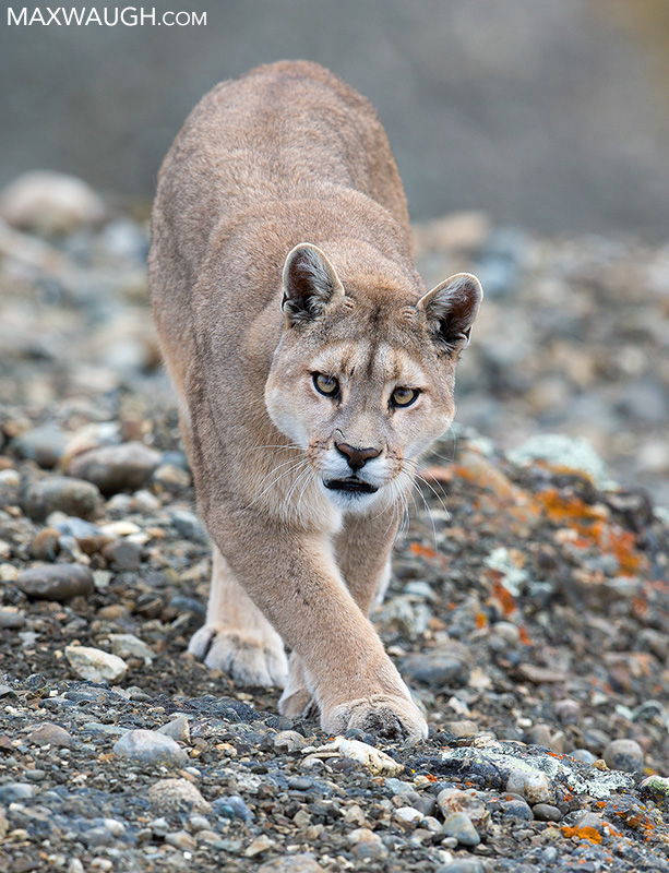 Puma on the Prowl