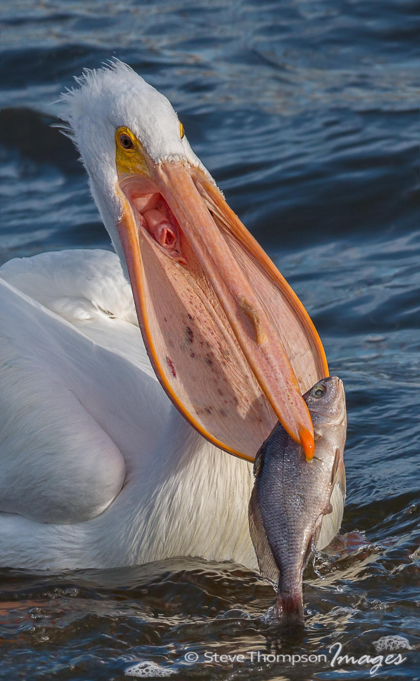 Pelican + Fish