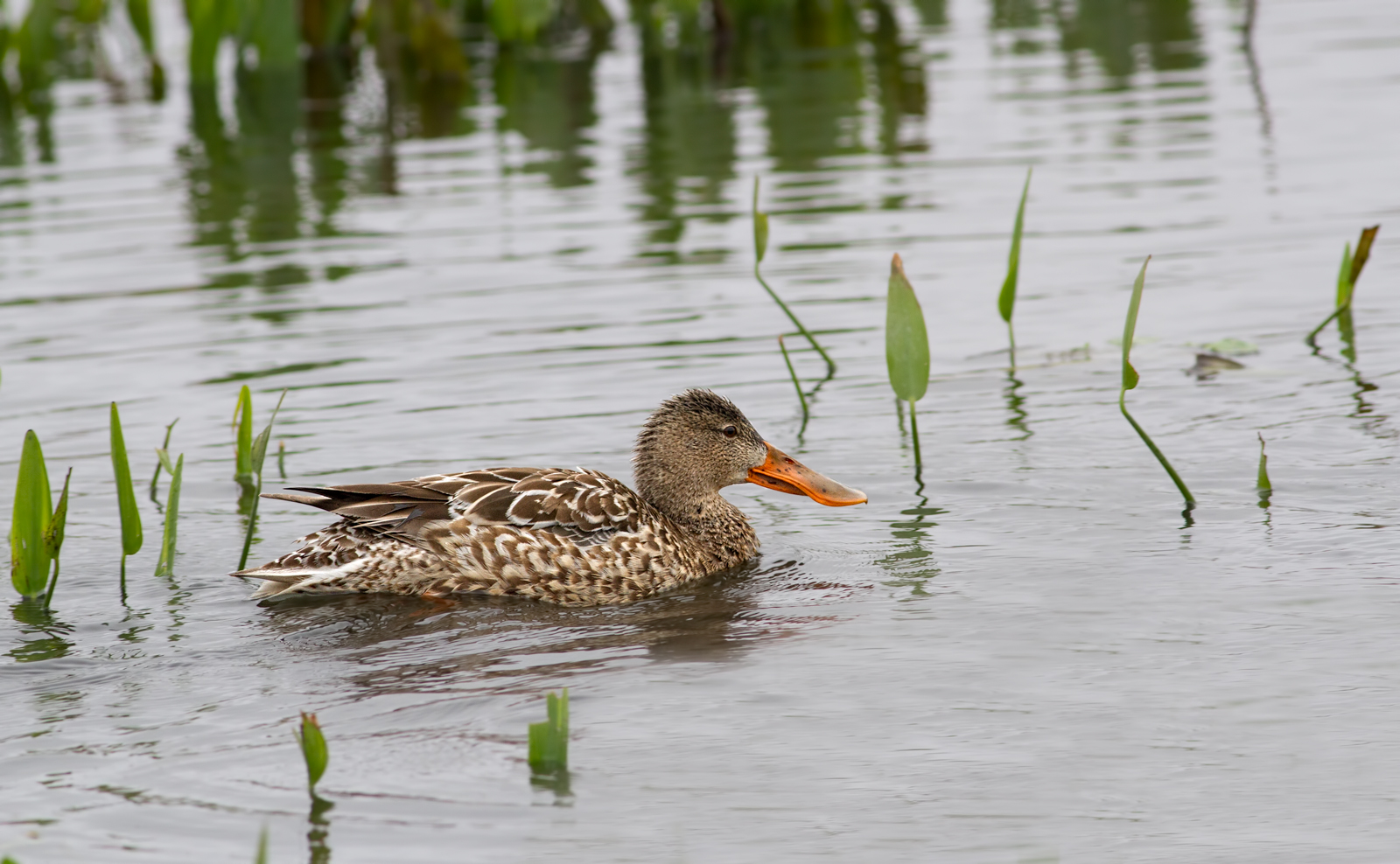 Northern Shoveler