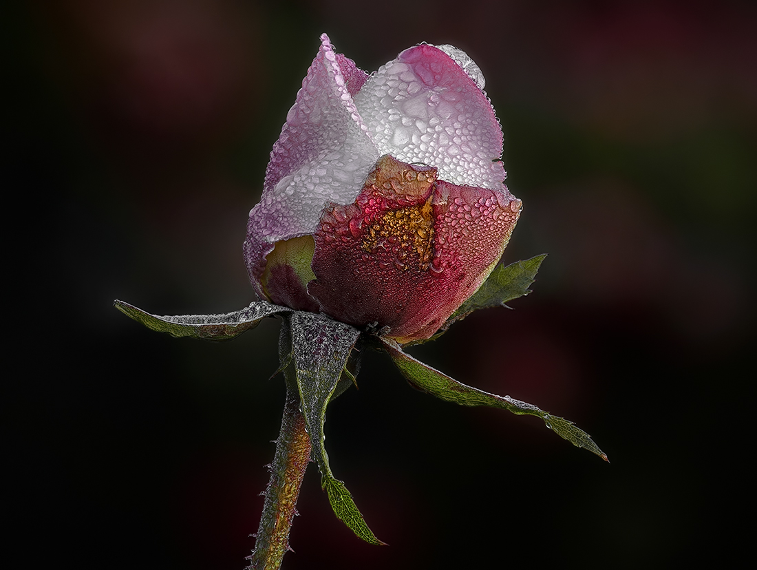 The Queen in winter too
