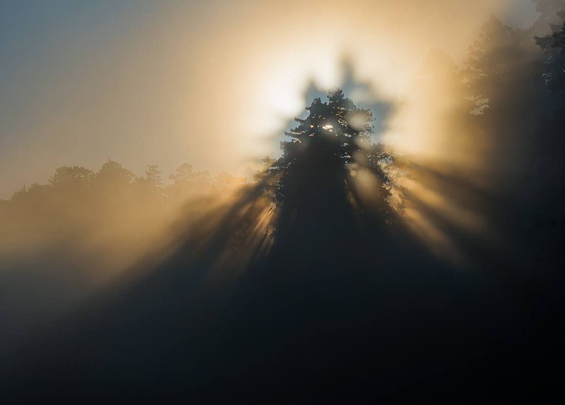 Tree Top Specter