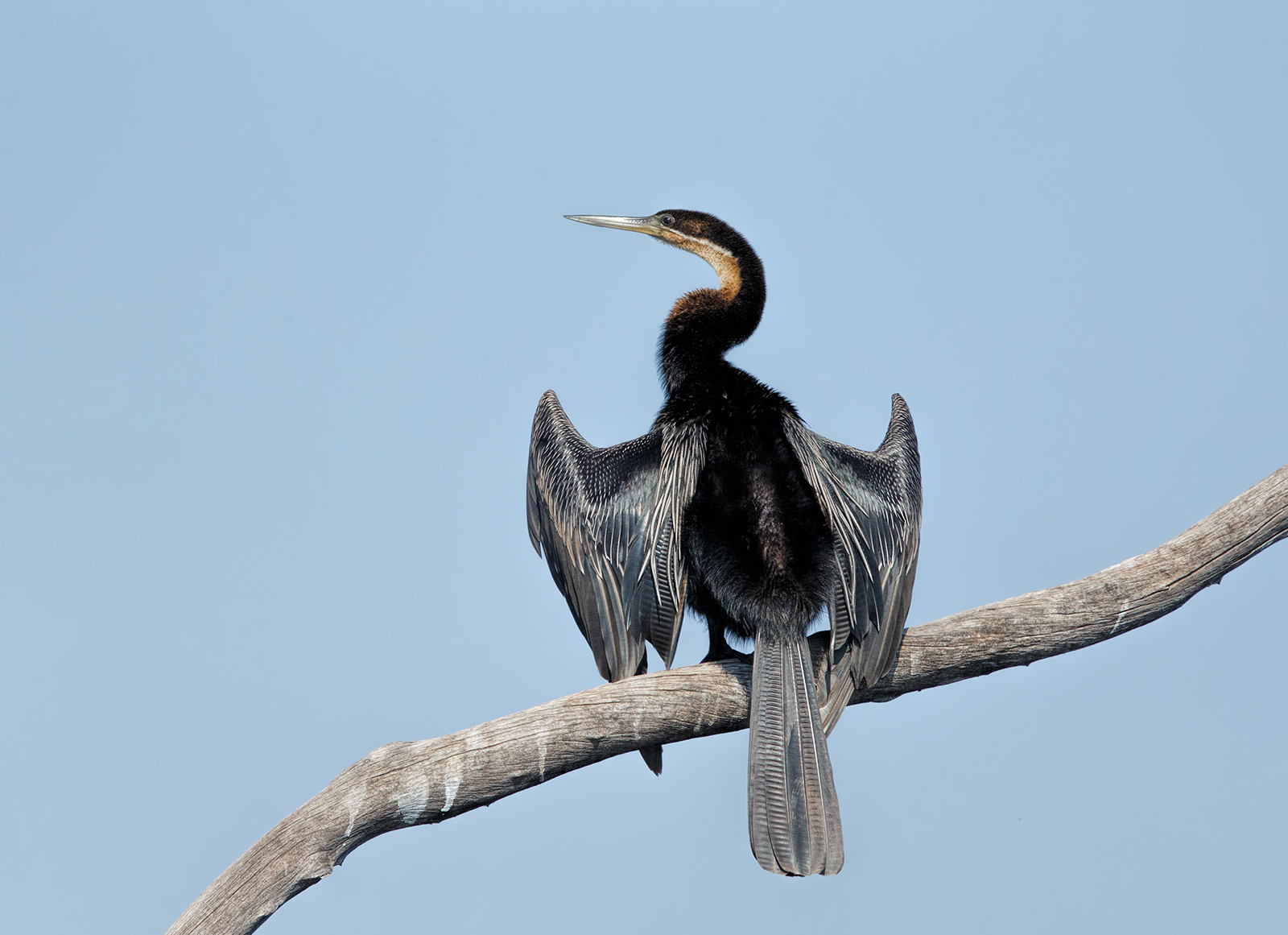 African Darter
