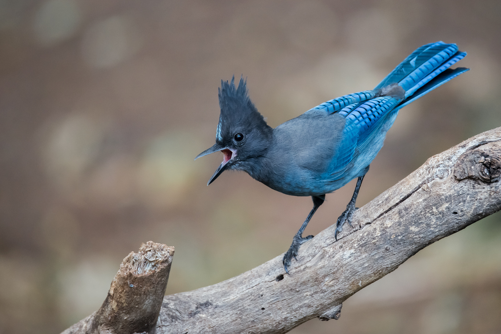 Irate Steller's Jay