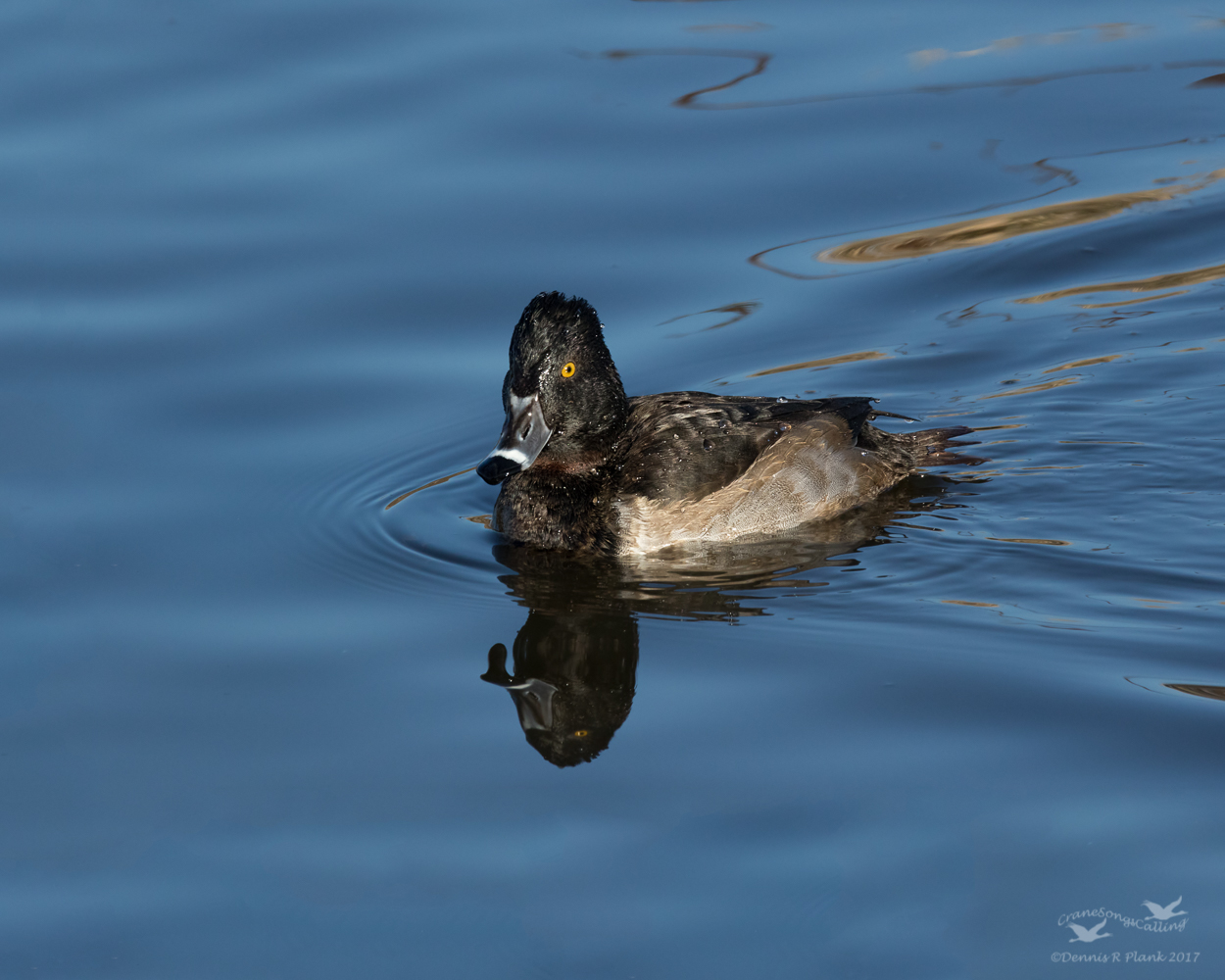 Ring-necked Duck