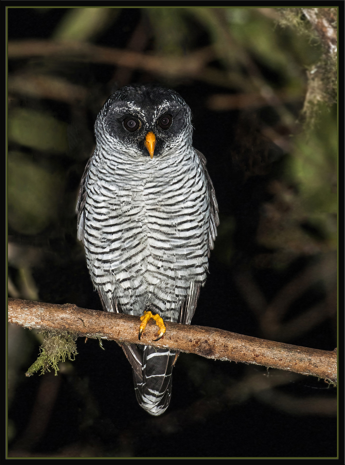 Black and White Owl