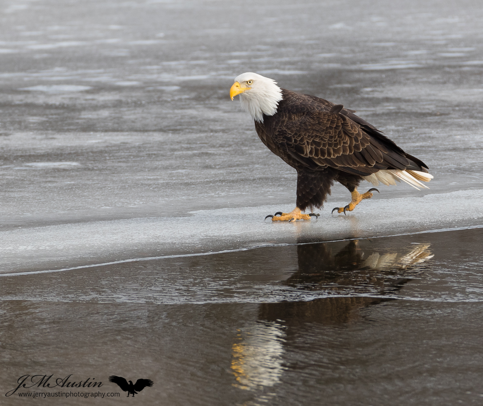 Eagle Walk