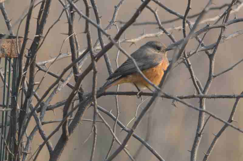 Black Redstart Female