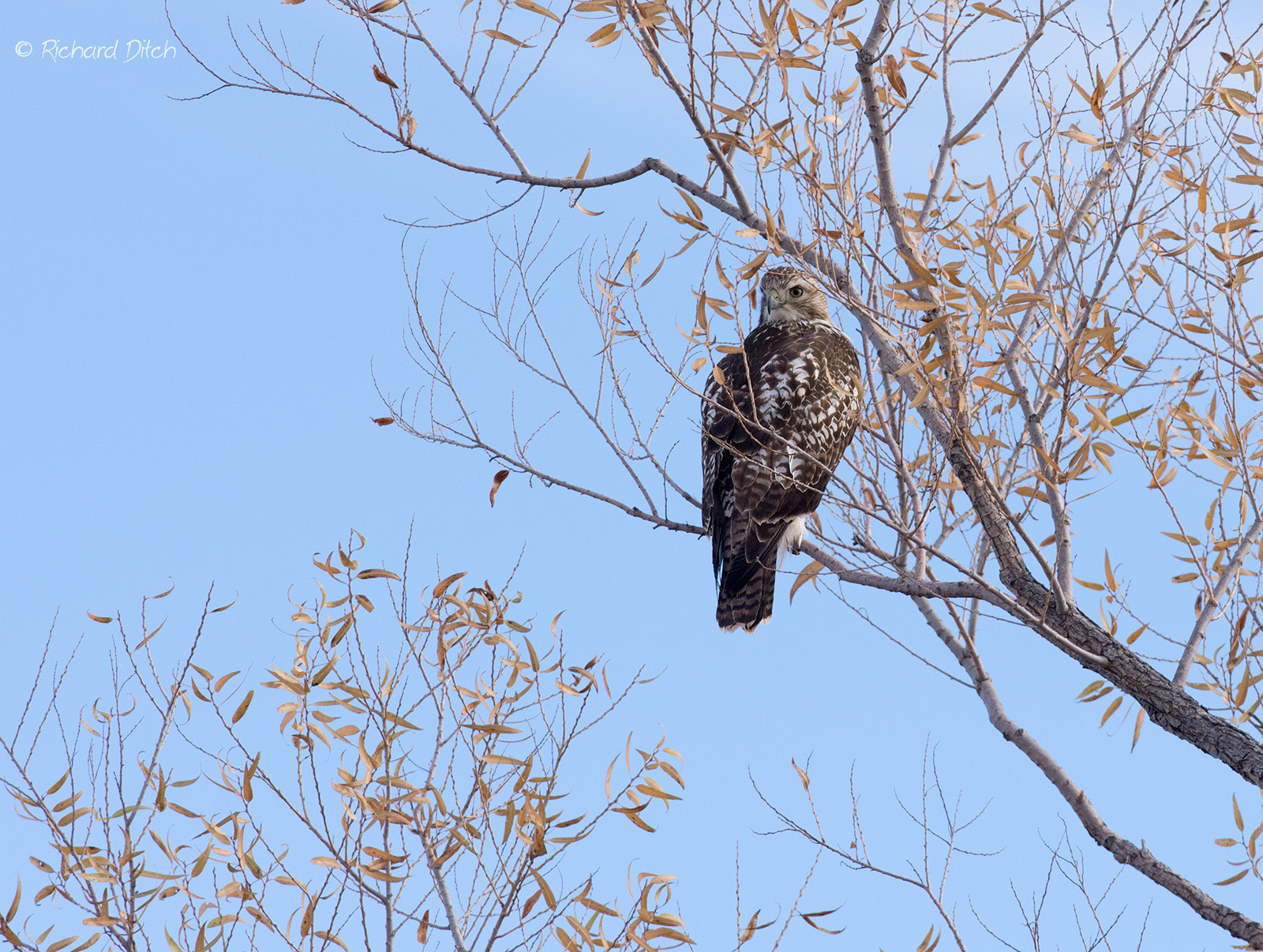 Red-tailed Hawk
