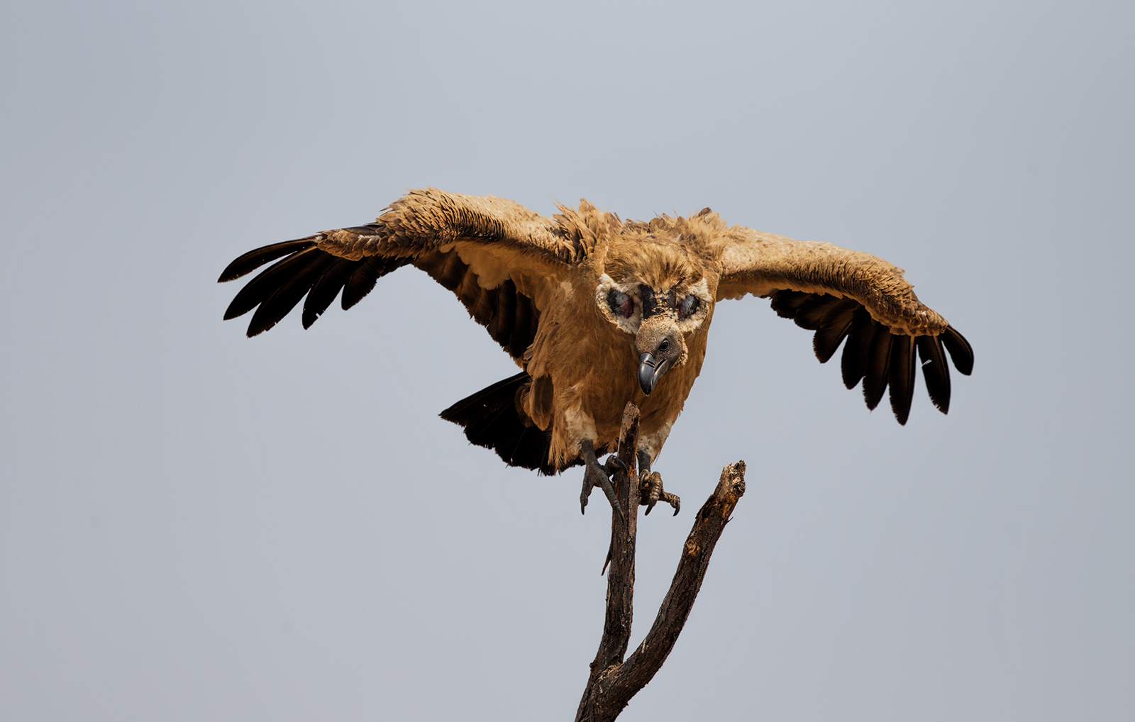 Cape Vulture